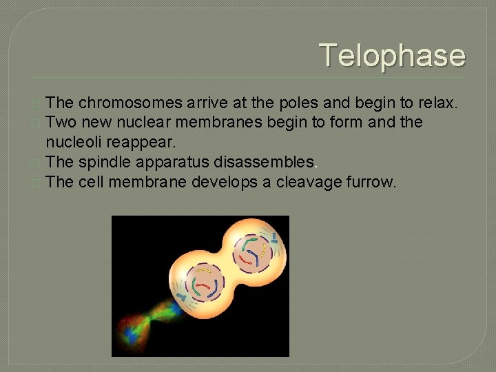 Telophase The chromosomes arrive at the poles and begin to relax. � Two new