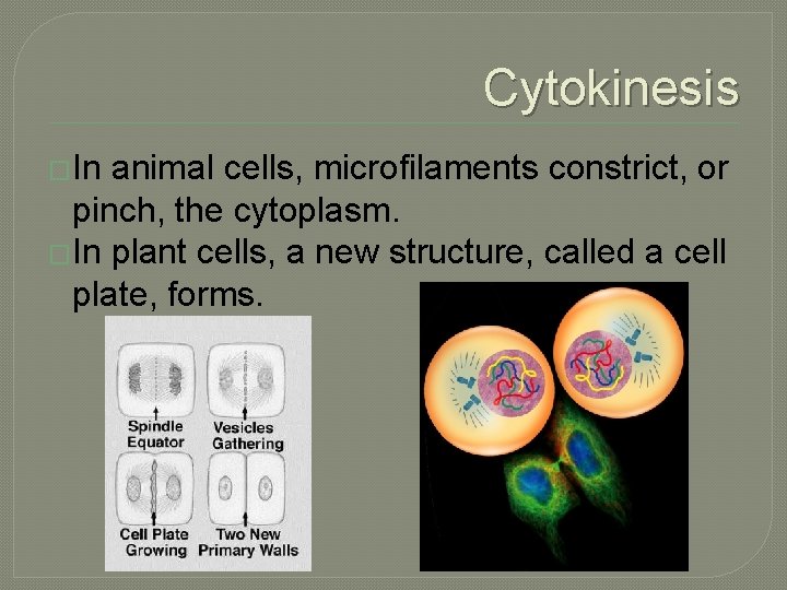 Cytokinesis �In animal cells, microfilaments constrict, or pinch, the cytoplasm. �In plant cells, a
