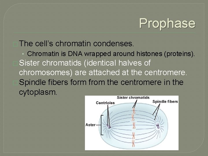 Prophase � The cell’s chromatin condenses. • Chromatin is DNA wrapped around histones (proteins).