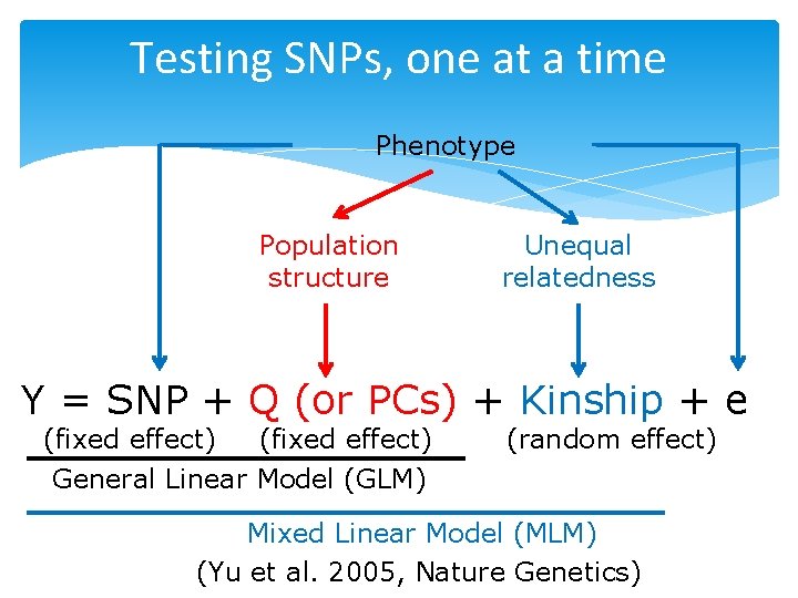Testing SNPs, one at a time Phenotype Population structure Unequal relatedness Y = SNP