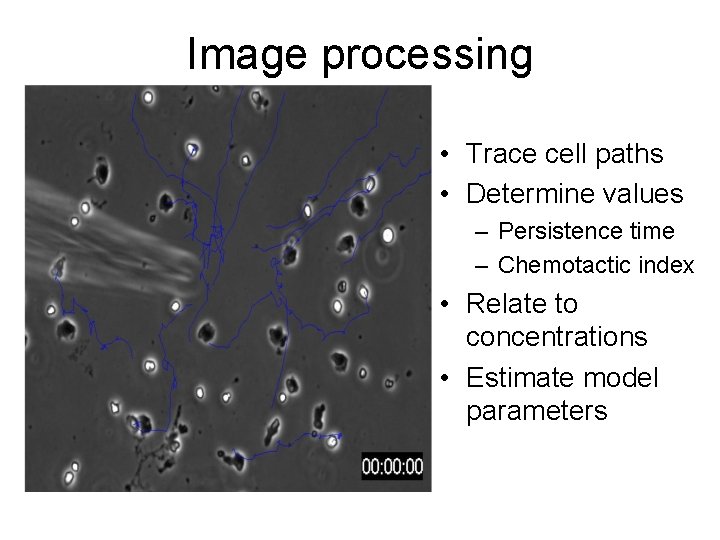 Image processing • Trace cell paths • Determine values – Persistence time – Chemotactic