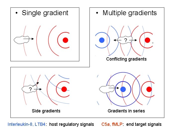  • Single gradient • Multiple gradients Conflicting gradients Side gradients Interleukin-8, LTB 4: