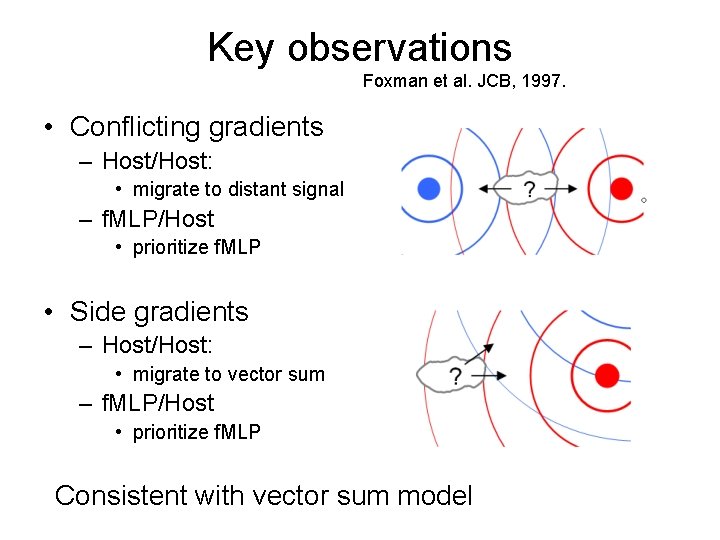 Key observations Foxman et al. JCB, 1997. • Conflicting gradients – Host/Host: • migrate