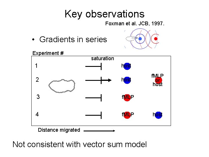 Key observations Foxman et al. JCB, 1997. • Gradients in series Experiment # 1