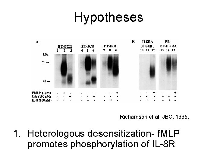 Hypotheses Richardson et al. JBC, 1995. 1. Heterologous desensitization- f. MLP promotes phosphorylation of