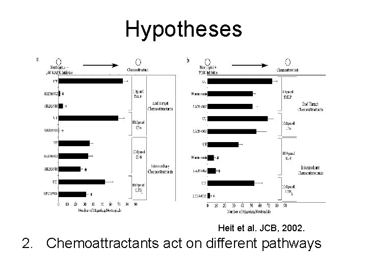 Hypotheses Heit et al. JCB, 2002. 2. Chemoattractants act on different pathways 