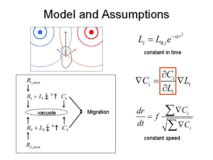 Model and Assumptions constant in time vacuole Migration constant speed 