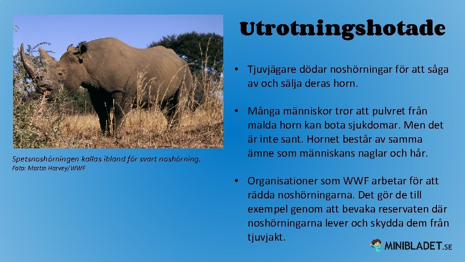 Utrotningshotade • Tjuvjägare dödar noshörningar för att såga av och sälja deras horn. Spetsnoshörningen