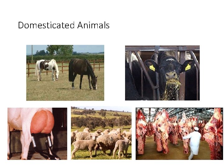 Domesticated Animals 