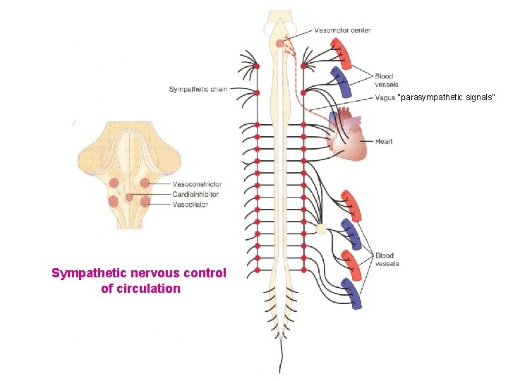 “parasympathetic signals” Sympathetic nervous control of circulation 