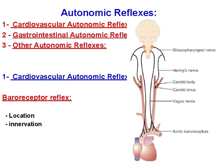 Autonomic Reflexes: 1 - Cardiovascular Autonomic Reflexes: 2 - Gastrointestinal Autonomic Reflexes: 3 -