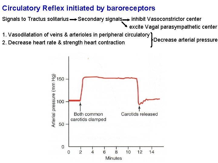 Circulatory Reflex initiated by baroreceptors Signals to Tractus solitarius Secondary signals inhibit Vasoconstrictor center