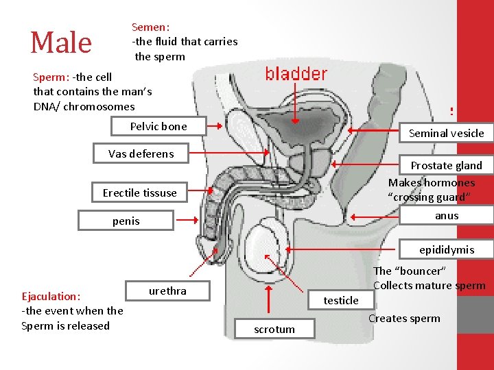 Semen: -the fluid that carries the sperm Male Sperm: -the cell that contains the Semen: -the fluid that carries the sperm Male Sperm: -the cell that contains the