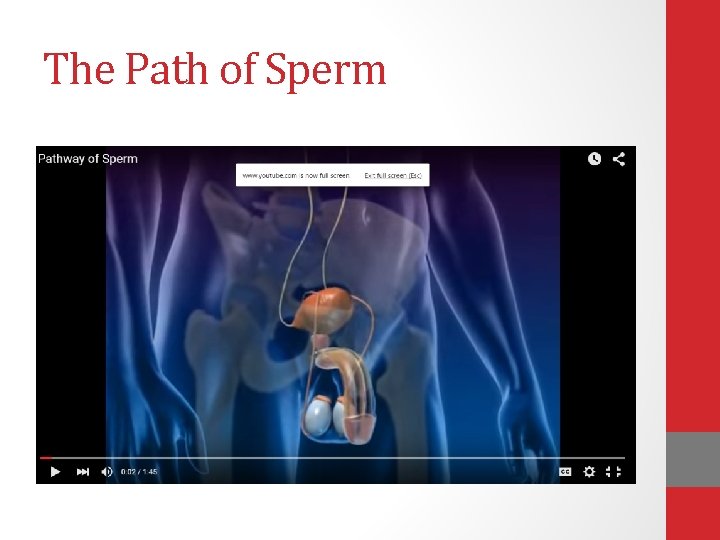 The Path of Sperm 