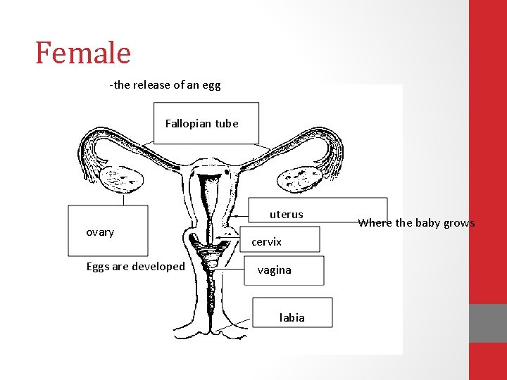 Female Ovulation: -the release of an egg Fallopian tube uterus ovary Eggs are developed