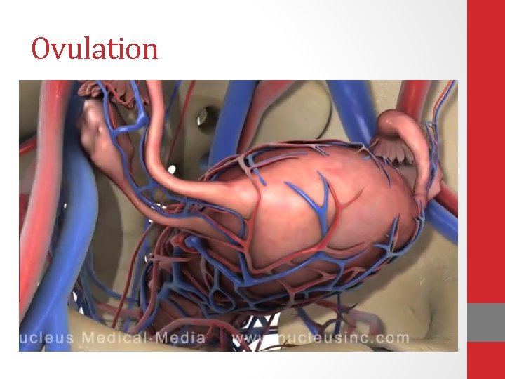 Ovulation • http: //www. youtube. com/watch? v=n. Lmg 4 w. SHdx. Q 