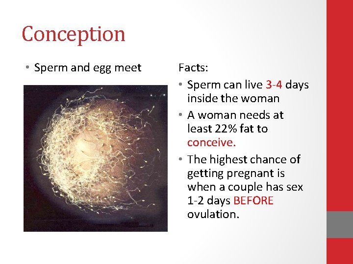 Conception • Sperm and egg meet Facts: • Sperm can live 3 -4 days