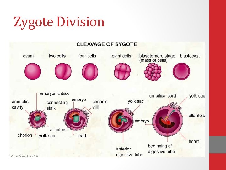 Zygote Division 