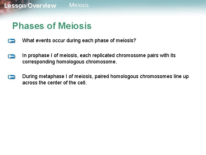 Lesson Overview Meiosis Phases of Meiosis What events occur during each phase of meiosis?