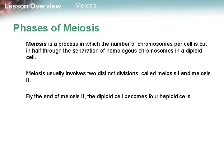 Lesson Overview Meiosis Phases of Meiosis is a process in which the number of