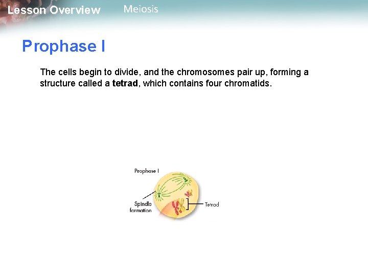 Lesson Overview Meiosis Prophase I The cells begin to divide, and the chromosomes pair