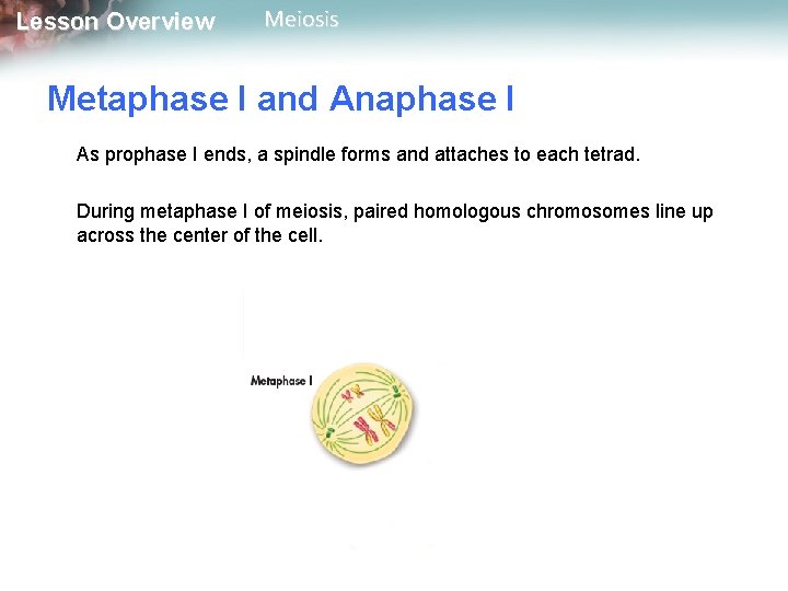 Lesson Overview Meiosis Metaphase I and Anaphase I As prophase I ends, a spindle