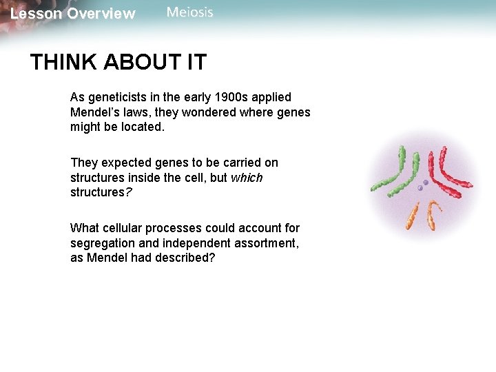 Lesson Overview Meiosis THINK ABOUT IT As geneticists in the early 1900 s applied