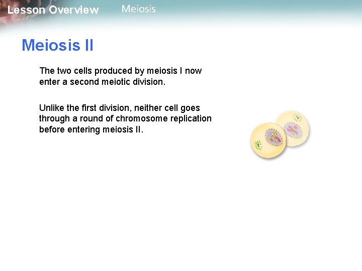 Lesson Overview Meiosis II The two cells produced by meiosis I now enter a