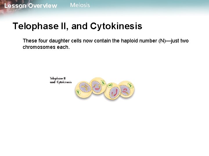 Lesson Overview Meiosis Telophase II, and Cytokinesis These four daughter cells now contain the