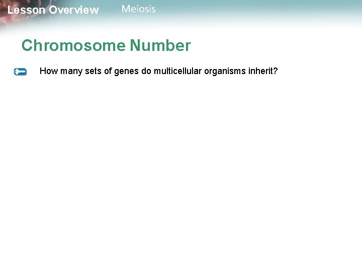 Lesson Overview Meiosis Chromosome Number How many sets of genes do multicellular organisms inherit?