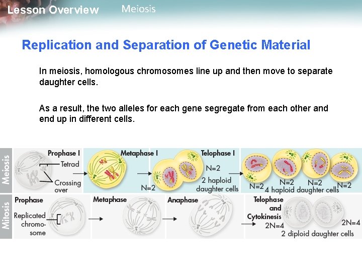 Lesson Overview Meiosis Replication and Separation of Genetic Material In meiosis, homologous chromosomes line