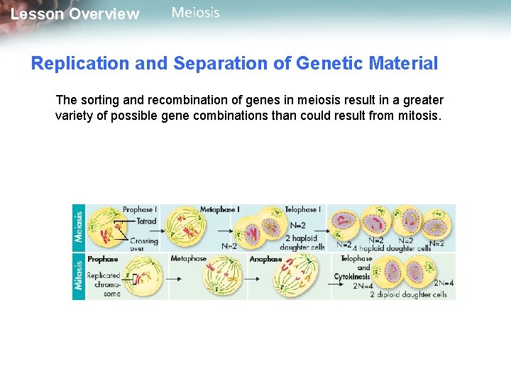 Lesson Overview Meiosis Replication and Separation of Genetic Material The sorting and recombination of