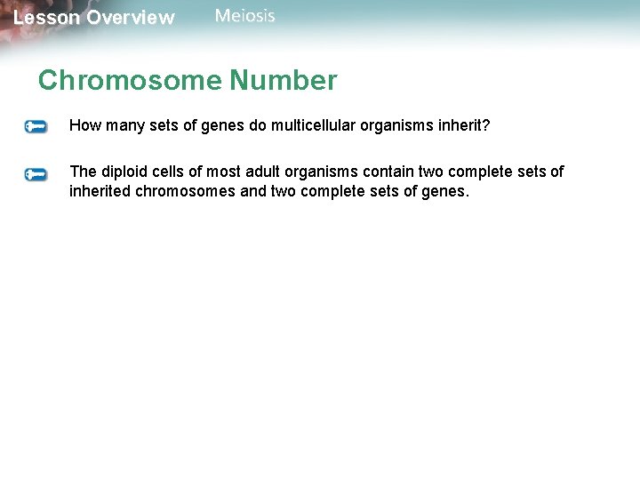 Lesson Overview Meiosis Chromosome Number How many sets of genes do multicellular organisms inherit?