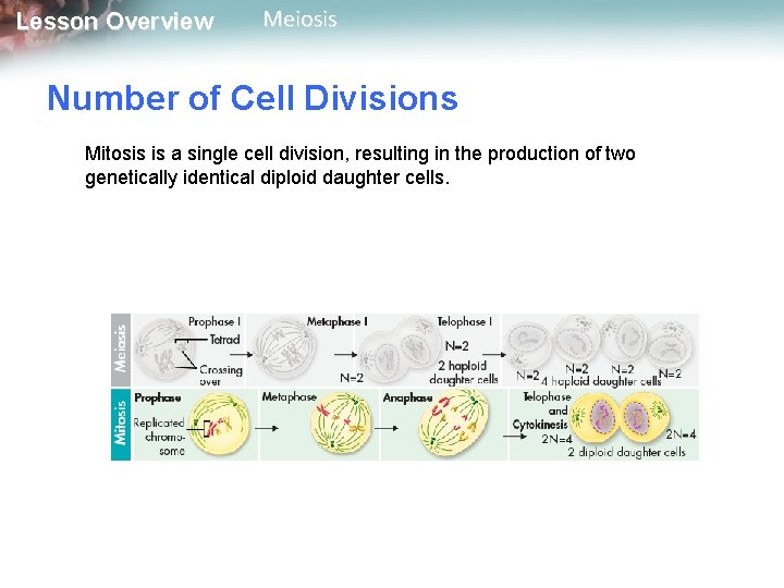 Lesson Overview Meiosis Number of Cell Divisions Mitosis is a single cell division, resulting