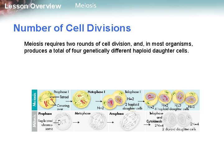 Lesson Overview Meiosis Number of Cell Divisions Meiosis requires two rounds of cell division,