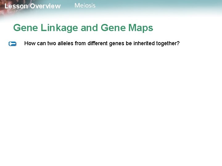 Lesson Overview Meiosis Gene Linkage and Gene Maps How can two alleles from different