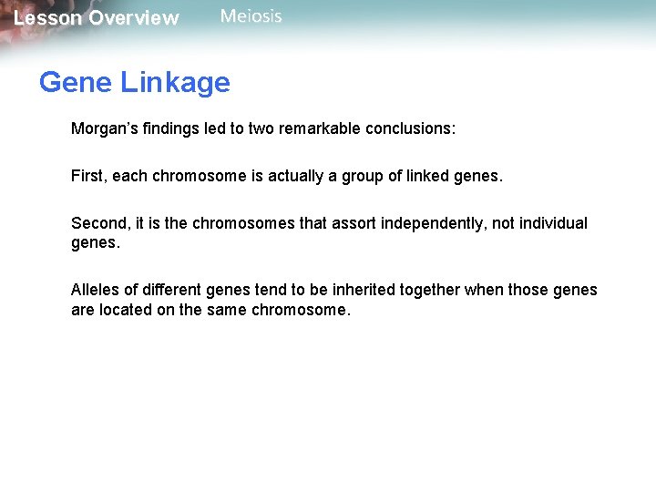 Lesson Overview Meiosis Gene Linkage Morgan’s findings led to two remarkable conclusions: First, each
