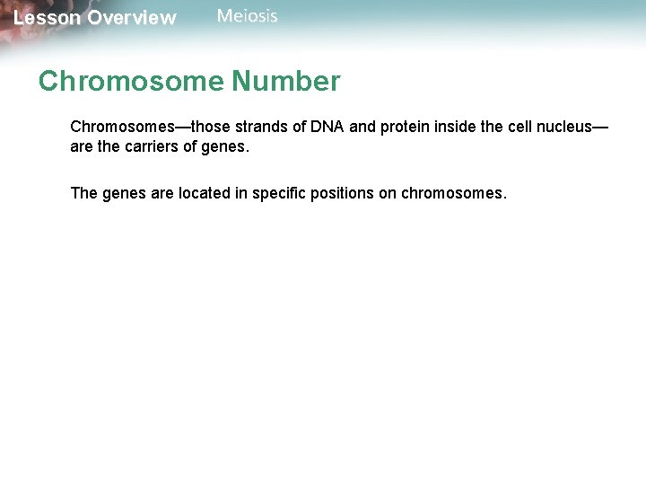 Lesson Overview Meiosis Chromosome Number Chromosomes—those strands of DNA and protein inside the cell