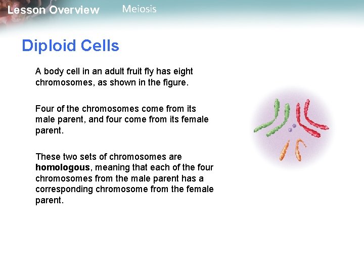 Lesson Overview Meiosis Diploid Cells A body cell in an adult fruit fly has