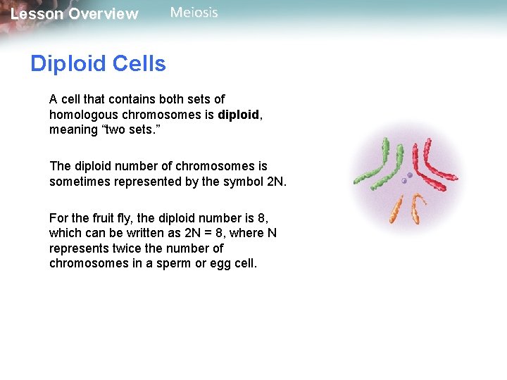 Lesson Overview Meiosis Diploid Cells A cell that contains both sets of homologous chromosomes