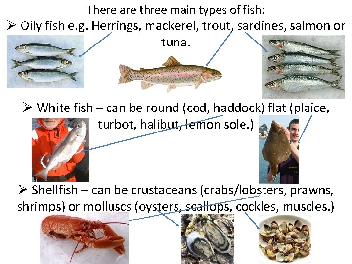 There are three main types of fish: Ø Oily fish e. g. Herrings, mackerel,