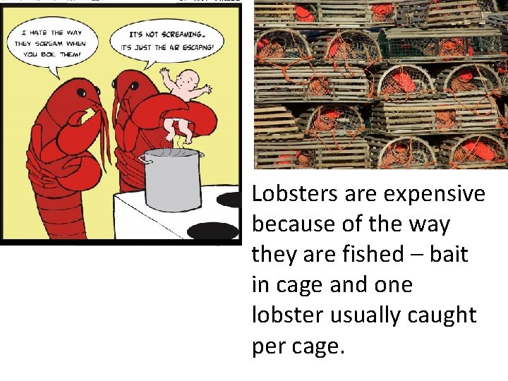 Lobsters are expensive because of the way they are fished – bait in cage