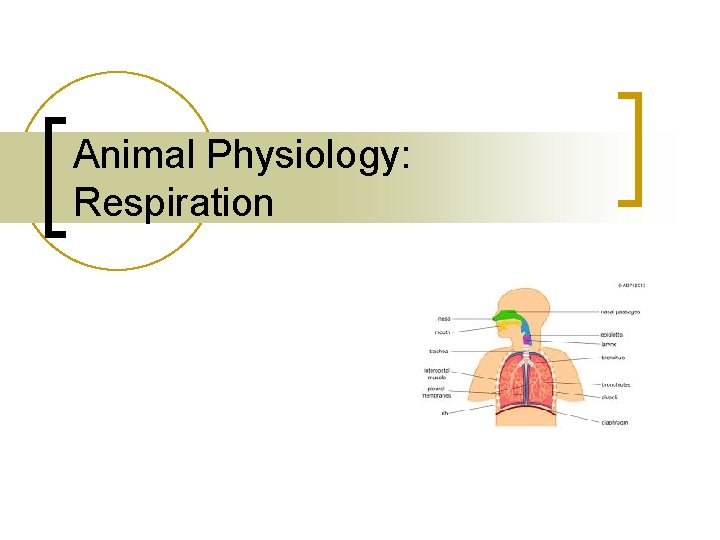 Animal Physiology: Respiration 