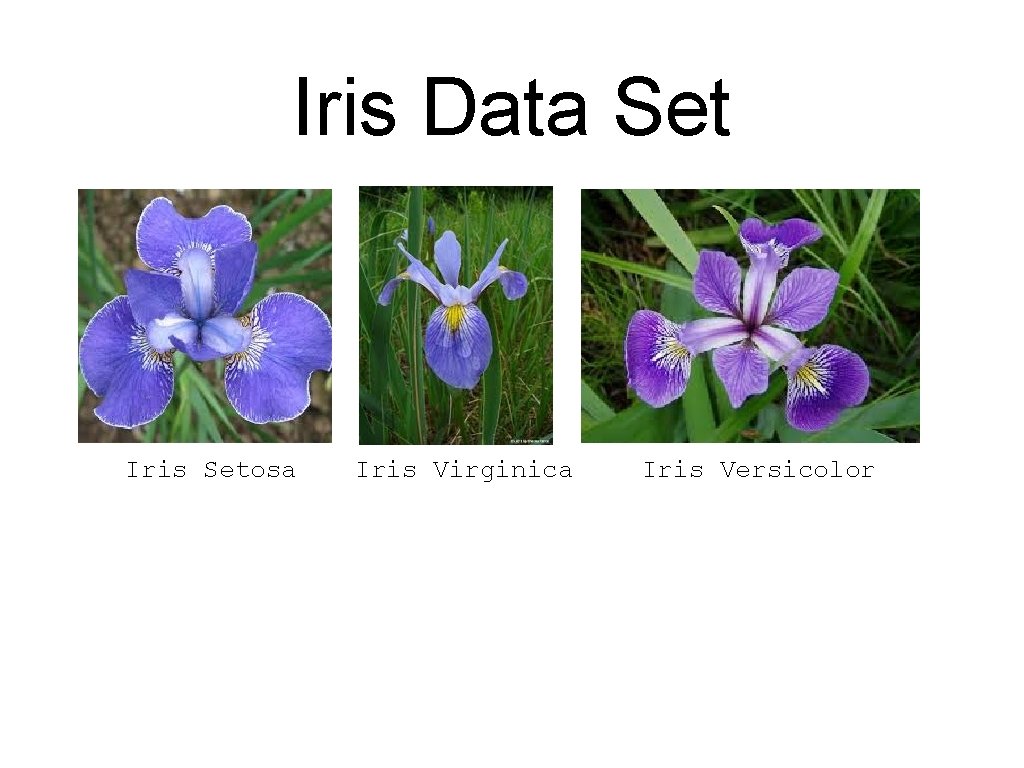 Iris Data Set Iris Setosa Iris Virginica Iris Versicolor 