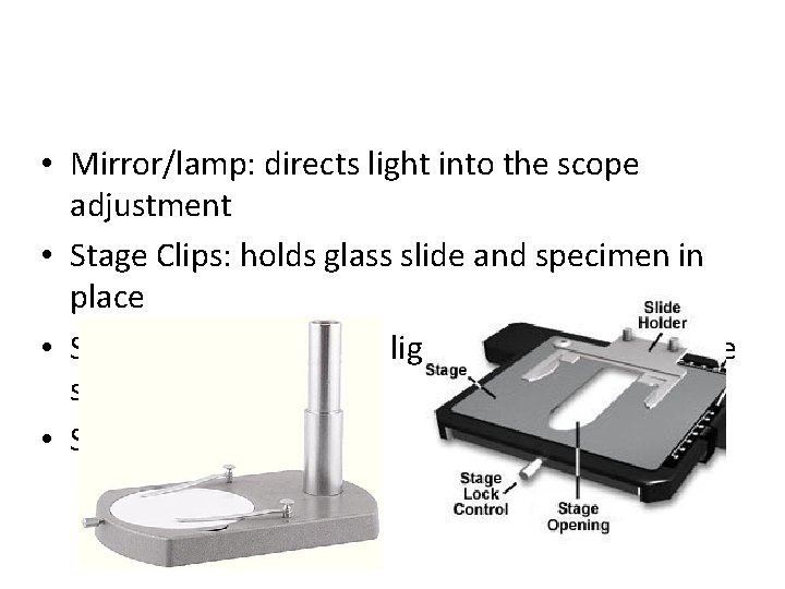  • Mirror/lamp: directs light into the scope adjustment • Stage Clips: holds glass