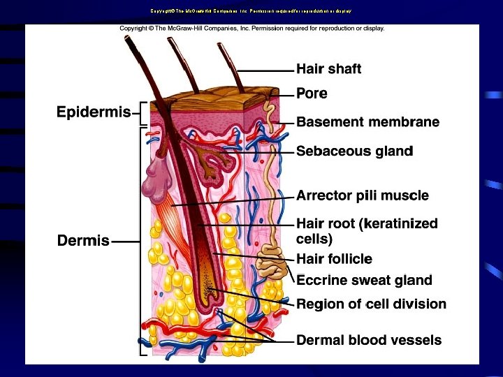 Copyright The Mc. Graw-Hill Companies, Inc. Permission required for reproduction or display. 16 