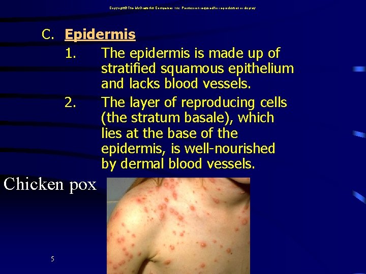 Copyright The Mc. Graw-Hill Companies, Inc. Permission required for reproduction or display. C. Epidermis