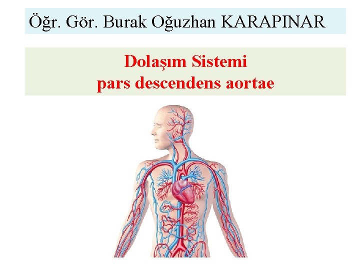 Öğr. Gör. Burak Oğuzhan KARAPINAR Dolaşım Sistemi pars descendens aortae 