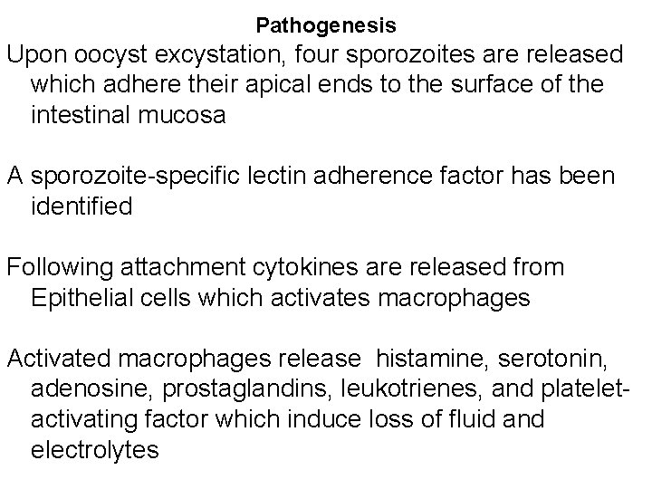 Pathogenesis Upon oocyst excystation, four sporozoites are released which adhere their apical ends to