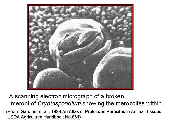 A scanning electron micrograph of a broken meront of Cryptosporidium showing the merozoites within.